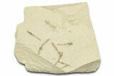 Crane Fly (Tipulidae) Mortality Plate - Green River Formation #360055-1
